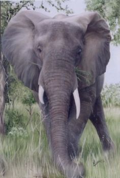 "Portrait of an Elephant"