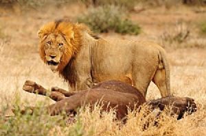 "The Spoils Of The Hunt"