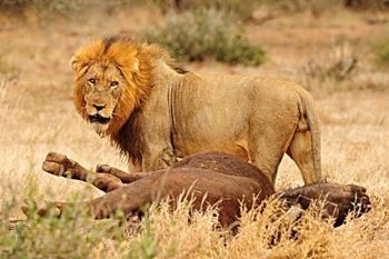 "The Spoils Of The Hunt"