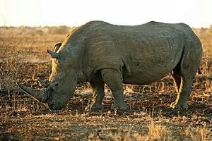 "Endangered Giant"