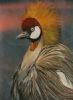 "Crowned Crane"