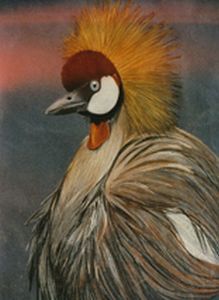 "Crowned Crane"