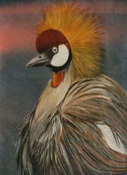 "Crowned Crane"