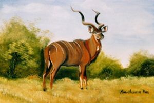 "Kudu in Kruger National Park"
