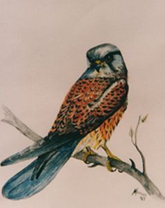 "Rock Kestrel"