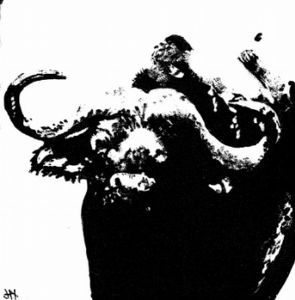 "Big5 Buffalo"