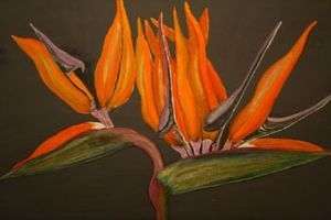 "Large Strelitzia"