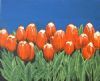 "Playfull Poppies"