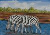 "Zebras Drinking Water"