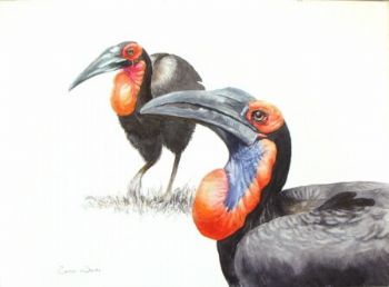 "Southern Ground Hornbills"