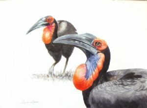 "Southern Ground Hornbills"