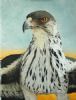 "African Hawk Eagle"