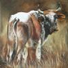 "Nguni 43"