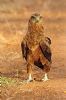 "Proud Bateleur Eagle"