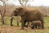 "Proud Matriarch And Calf"