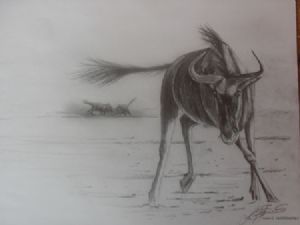 "Blouwildebees"