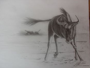 "Blouwildebees"