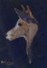 "Mountain Buck"