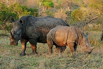 "Protect Our Rhinos"