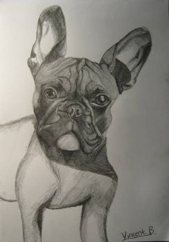 "French Bulldog"