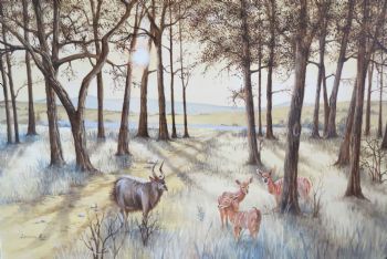 "Nyala Haven"
