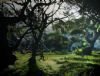 "Green Hole in the Wall Forest"