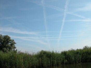 "Dutch Sky"