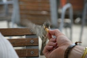 "Bird"
