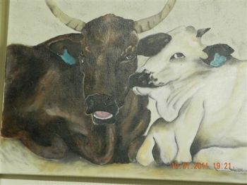 "Cattle"