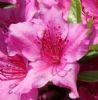 "Flower 17T"
