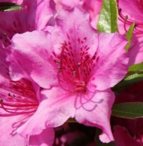 "Flower 17T"