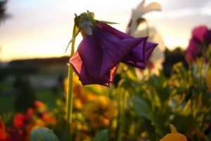 "Flower 2"