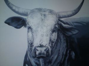 "Nguni Cow"