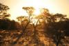 "Kalahari Sunset"