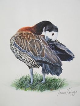 "White Faced Duck preening"