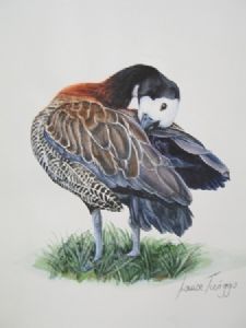 "White Faced Duck preening"