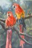 "Scarlet Macaws MAC 001"