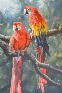 "Scarlet Macaws MAC 001"