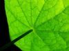 "Light Releaf"