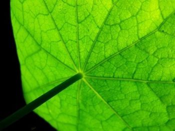 "Light Releaf"