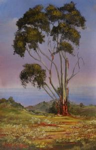 "Old Transkei Coast Blue Gums"