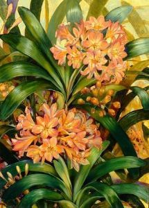 "Clivias"