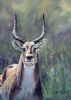 "Red Lechwe"