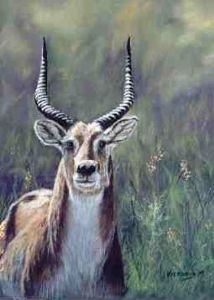 "Red Lechwe"