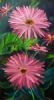 "Like a Daisy"