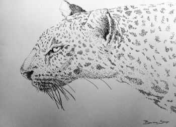 "Leopard"