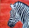 "Zebra"