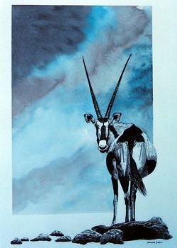 "Kalahari Gemsbok"