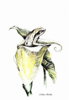 "Brown-backed Tree Frog in Arum"