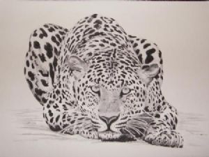 "Leopard"